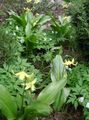 Fawn Lily Photo and characteristics