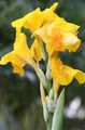 Canna Lily, Indian shot plant Photo and characteristics