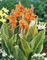Canna Lily, Indian shot plant Photo and characteristics