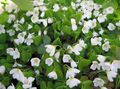 Wood Sorrel, Whitsun Flower, Green Snob, Sleeping Beauty Photo and characteristics