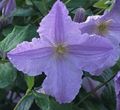 Clematis Photo and characteristics