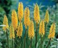 Red hot poker, Torch Lily, Tritoma Photo and characteristics