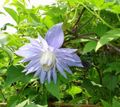 Atragene, Small-flowered Clematis Photo and characteristics