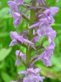 Fragrant Orchid, Mosquito Gymnadenia Photo and characteristics