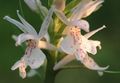 Fragrant Orchid, Mosquito Gymnadenia Photo and characteristics