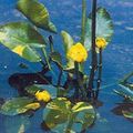Southern Spatterdock, Yellow Pond Lily, Yellow Cow Lily Photo and characteristics