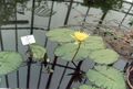 Water lily Photo and characteristics