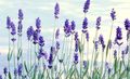 Lavender Photo and characteristics