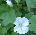 Annual Mallow, Rose Mallow, Royal Mallow, Regal Mallow Photo and characteristics