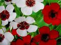 Scarlet Flax, Red Flax, Flowering Flax Photo and characteristics