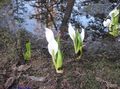 Yellow skunk cabbage Photo and characteristics