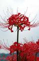 Spider Lily, Surprise Lily Photo and characteristics