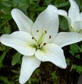 Lily The Asiatic Hybrids Photo and characteristics