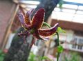 Martagon Lily, Common Turk's Cap Lily Photo and characteristics