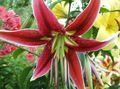Oriental Lily Photo and characteristics