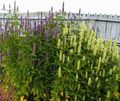 Agastache, Hybrid Anise Hyssop, Mexican Mint Photo and characteristics