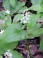 False Lily of the Valley, Wild Lily of the Valley, Two-leaf False Solomon's Seal Photo and characteristics