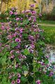 Mallow, French Hollyhock Photo and characteristics