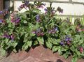 Lungwort Photo and characteristics