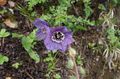 Himalayan blue poppy Photo and characteristics