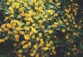 Butter Daisy, Melampodium, Gold Medallion Flower, Star Daisy Photo and characteristics