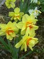 Daffodil Photo and characteristics