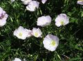Evening primrose Photo and characteristics