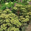 Showy Stonecrop Photo and characteristics