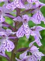 Marsh Orchid, Spotted Orchid Photo and characteristics