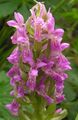 Marsh Orchid, Spotted Orchid Photo and characteristics