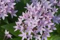 Egyptian star flower, Egyptian Star Cluster Photo and characteristics