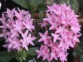 Egyptian star flower, Egyptian Star Cluster Photo and characteristics