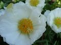 Sun Plant, Portulaca, Rose Moss Photo and characteristics