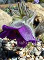 Pasque flower Photo and characteristics
