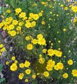 Golden Marguerite, Dyer's Chamomile Photo and characteristics