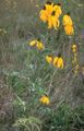 Mexican Hats, Grey Headed Coneflower, Upright Prairie Coneflower, Yellow Coneflower, Red Hats Photo and characteristics