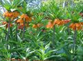 Crown Imperial Fritillaria Photo and characteristics