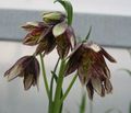 Crown Imperial Fritillaria Photo and characteristics