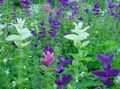 Clary Sage, Painted Sage, Horminum Sage Photo and characteristics