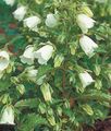 Ring Bellflower Photo and characteristics