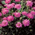 Scabiosa, Pincushion Flower Photo and characteristics