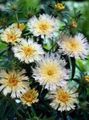Cornflower Aster, Stokes Aster Photo and characteristics