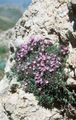 Garden Thyme, English Thyme, Common Thyme Photo and characteristics