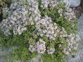 Garden Thyme, English Thyme, Common Thyme Photo and characteristics
