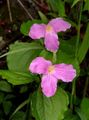Trillium, Wakerobin, Tri Flower, Birthroot Photo and characteristics