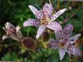 Toad Lily Photo and characteristics