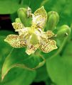 Toad Lily Photo and characteristics