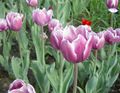 Tulip Photo and characteristics