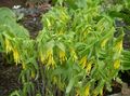 Large merrybells, Large Bellwort Photo and characteristics