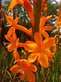 Watsonia, Bugle Lily Photo and characteristics